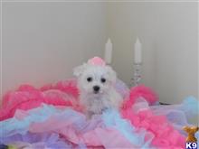 maltese puppy posted by Elegant Babies